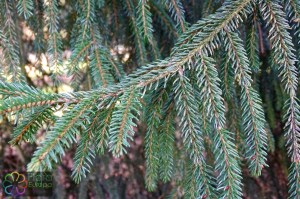 abies pinsapo (2)